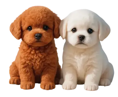 buy Froplay ZoomerPup Puppy now